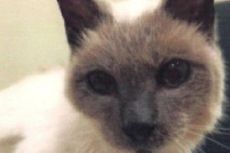 Kucing Siam Berusia 30 Tahun Jadi Kucing Tertua di Dunia