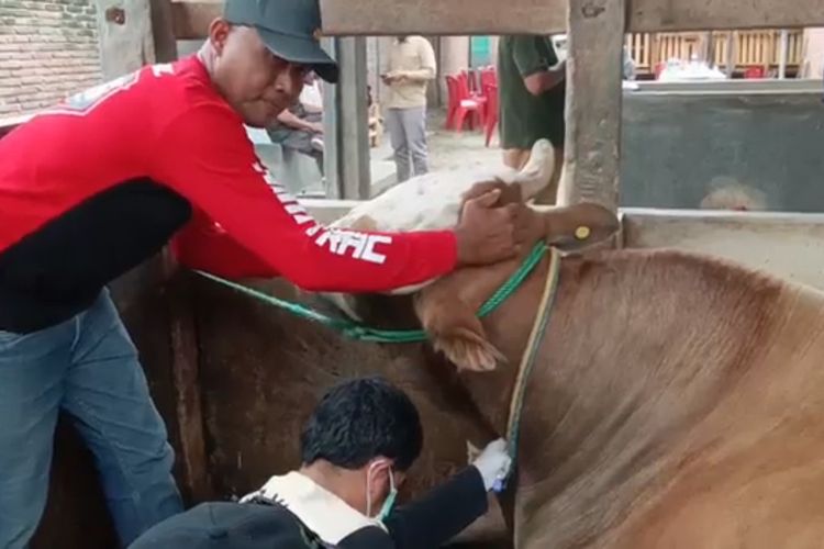 Balai Veteriner Sulselbar Periksa Kesehatan Sapi Kurban Presiden Jokowi *** Local Caption *** Balai Veteriner Sulselbar Periksa Kesehatan Sapi Kurban Presiden Jokowi