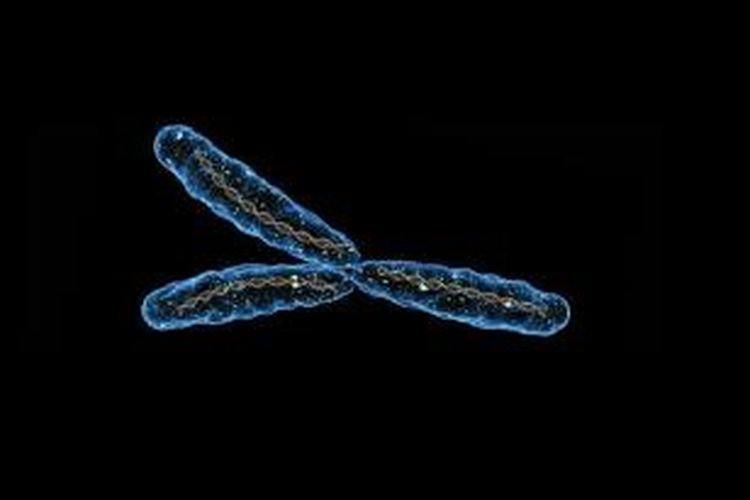 Ilustrasi kromosom Y
