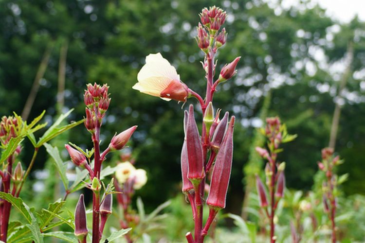 Ilustrasi tanaman okra merah berbuah banyak