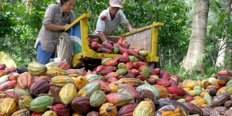 Berita Harian Daerah Penghasil Kakao Terbesar Di Indonesia Terbaru Hari ...