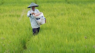 Asuransi Usaha Tani Padi Lindungi Petani dari Risiko Fenomena Iklim El Nino Godzilla