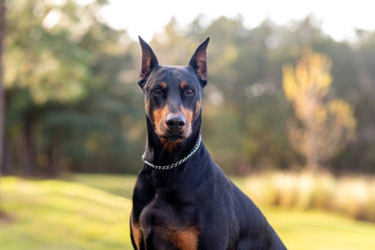 Doberman Pinscher, salah satu ras anjing penjaga terbaik.