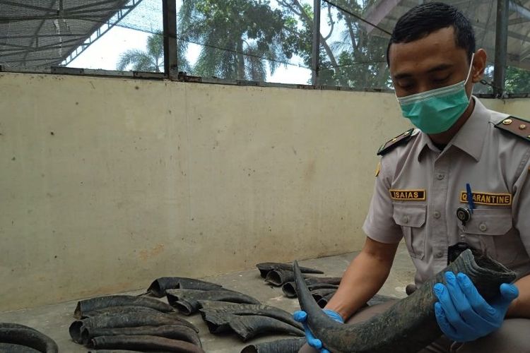 Petugas Balai Karantina Hewan, Ikan, dan Tumbuhan Lampung sedang mengecek tanduk kerbau yang ditahan karena tidak dilengkapi dokumen persyaratan untuk menyeberang antararea, di Bandarlampung, Rabu (29/5/2024). 
