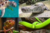 Reptilia: Ciri-ciri, Klasifikasi, dan Contohnya