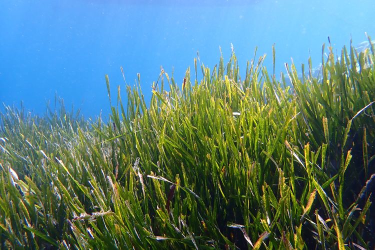 Lamun Posidonia oceanica di Laut Mediterania terancam pariwisata massal. Jangkar kapal bisa menghancurkan simpanan karbon ribuan tahun.