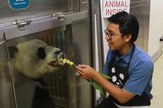 Sensasi Memberi Makan Panda di Ocean Park Hongkong