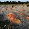 Sungai Gangga di India yang Disucikan Jadi Lahan Kuburan Dadakan