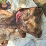 Heboh Anak Sapi Berkepala 2 di Bondowoso, Ini Penjelasan Dokter Hewan