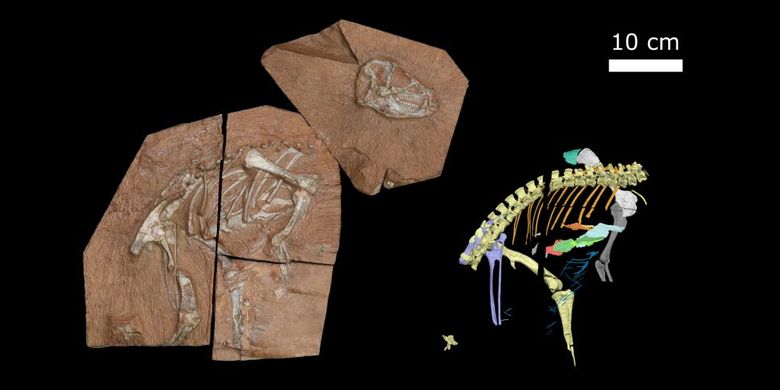 Spesimen Heterodontosaurus tucki baru AM 4766, yang biasa disebut Tucky. Anatomi yang direkonstruksi secara digital di sebelah kanan. 