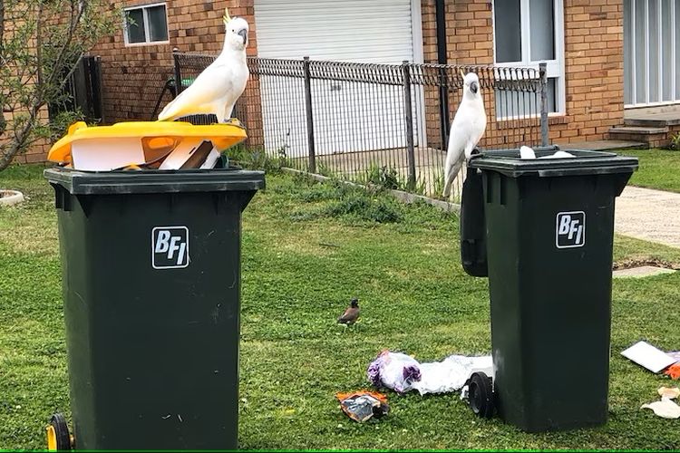 Kota praja Campbelltown melakukan uji coba tong sampah yang diberi kunci untuk mencegah burung kakak tua menjarah.