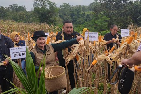 Kementerian Pertanian Fokus Kejar Hilirisasi Kelapa Genjah dengan Manfaatkan Lahan Pekarangan