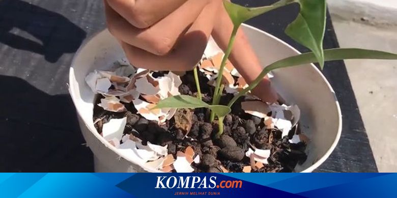  Cangkang  Telur  Bisa Jadi Pupuk  Tanaman Mahasiswa Unpad 