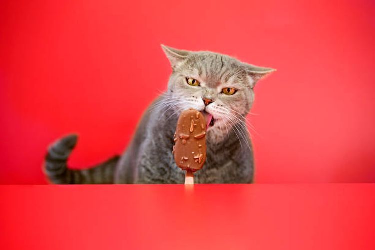 Efek negatif mengonsumsi cokelat bagi kucing.
