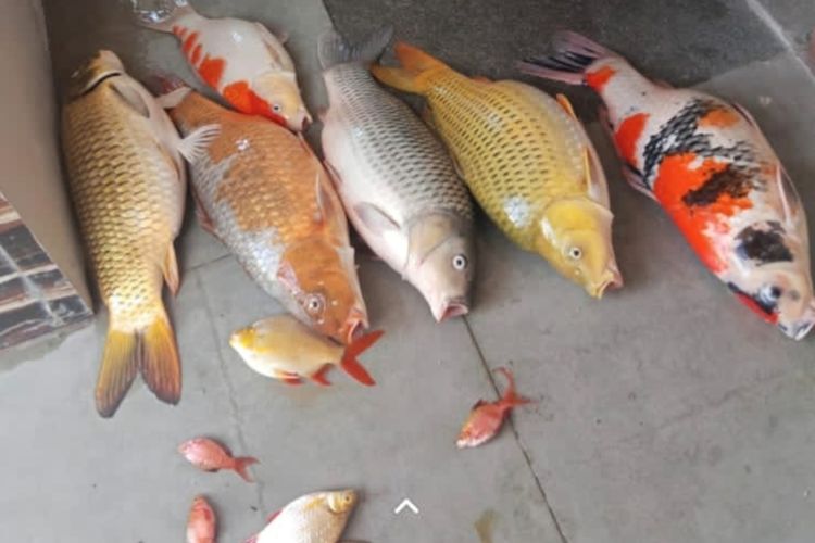 Listrik Padam 5 Jam di Cileungsi, Ikan Koi Rp 15 Juta Milik Warga Mati