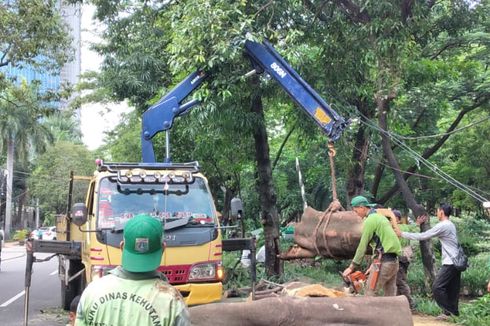 Sudin Pertamanan Jakpus Tak Punya Alat untuk Deteksi Kondisi Akar Pohon