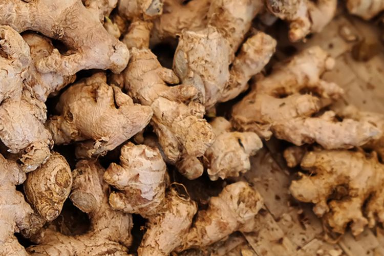 Ilustrasi jahe emprit. 