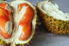 Bulan April-Mei, Siap-siap Pesta Durian Merah di Banyuwangi