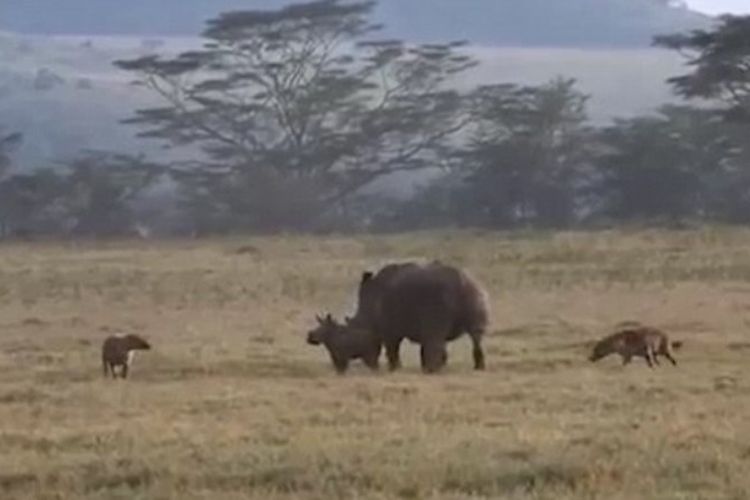 Seekor induk badak melindungi anaknya dari serangan hyena yang hendak memangsanya di Taman Nasional Nakuru, Kenya.