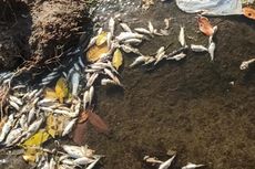 Video Viral Ikan Sungai Bonggo di Sragen Mati Diduga Diracun, Dilaporkan ke Polisi