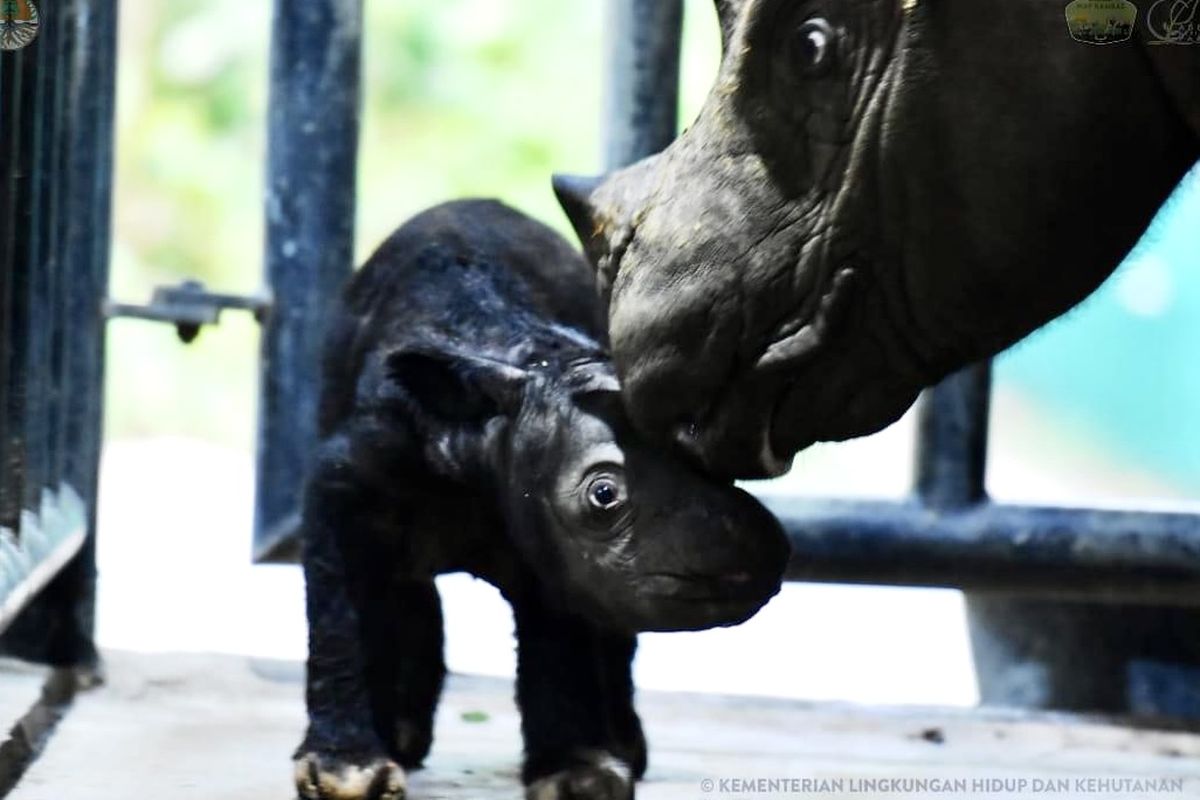 Bayi badak Sumatera yang lahir di SRS TNWK, Sabtu (25/11/2023).