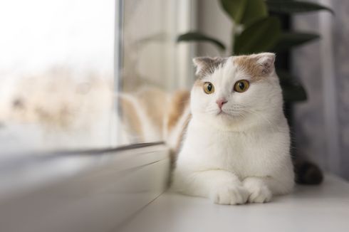 Apakah Benar Kucing Tidak Bisa Masuk Surga? Simak Penjelasannya Berikut Ini