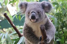 Mau Memeluk Koala dan Bermain dengan Kanguru? Bisa!
