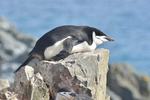 Kemampuan Super Penguin, Bisa Tidur Singkat Ribuan Kali dalam Sehari