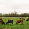 Perubahan Iklim Berpotensi Pangkas Separuh Lahan Peternakan Dunia pada 2100