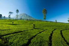 Kebun Teh Tambi Wonosobo, Wisata Peninggalan Belanda di Dekat Dieng 