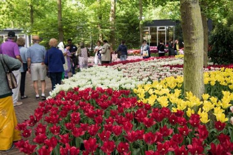 Suasana di Taman Bunga Tulip Keukenhof di Lisse, Belanda, Rabu (11/5/2016). Taman seluas 32 hektar ini menyimpan 7 juta jenis bunga dan tahun ini taman ini dibuka pada periode 24 Maret - 16 Mei 2016.
