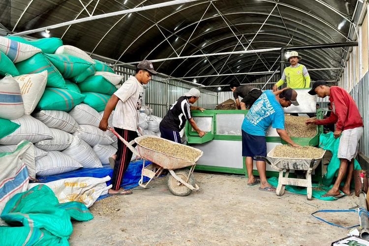 Pekerja tengah memproses kopi di Jember, Jawa Timur