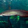 Apa Itu Ikan Arapaima yang Sering Viral Saat Ditemukan Warga?