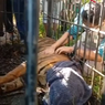 BKSDA Sumbar Berhasil Evakuasi Harimau yang Masuk Pemukiman Warga Agam