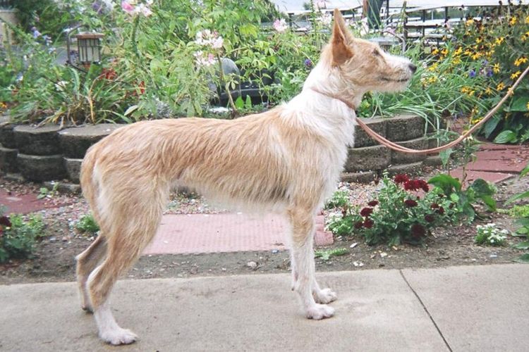 Anjing Argos di Film The Odyssey Ternyata Berasal dari Ras Purba Berusia Ribuan Tahun