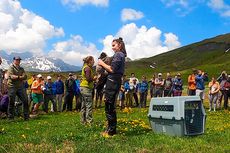 Menyaksikan Detik-detik Pelepasan Burung Nasar di Pegunungan Alpen Swiss: Dulu Diburu, Kini Disayang