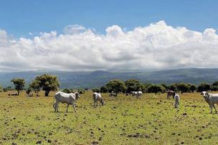 Ternak sapi mencari makan di padang sabana Doro Ncanga, Kabupaten Dompu, Nusa Tenggara Barat, Jumat (10/4/2015). Doro Ncanga yang menjadi ladang penggembalaan ternak bagi warga di seluruh penjuru Pulau Sumbawa ini akan menjadi lokasi acara puncak peringatan 200 tahun meletusnya Gunung Tambora.