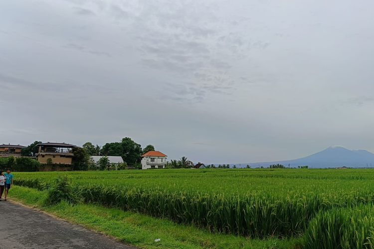 Koster Akui Lahan Sawah di Bali Terus Berkurang, Sisa 68 Ribu Hektar