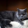7 Hal yang Membuat Bulu Kucing Berubah Warna
