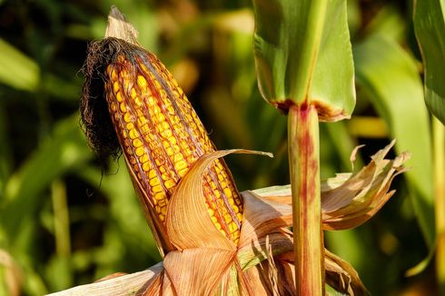 Bos Bulog Beberkan Alasan Stop Impor Jagung