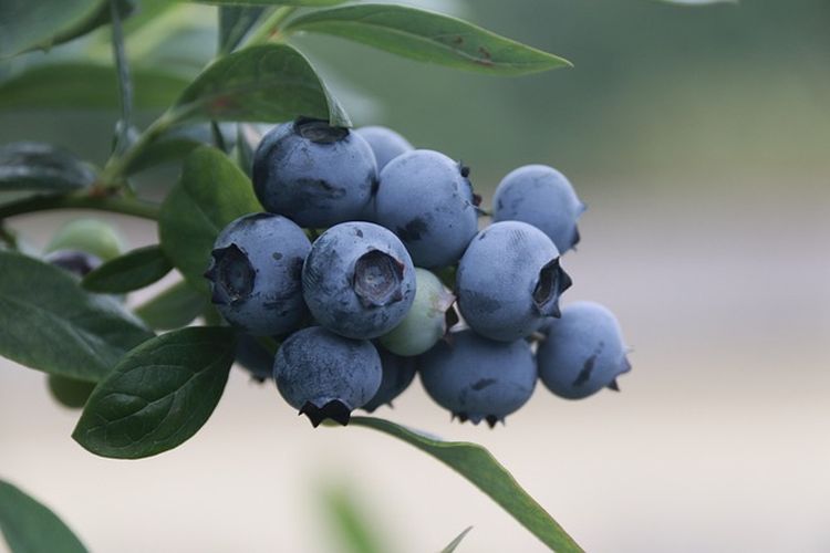 Ilustrasi blueberry 