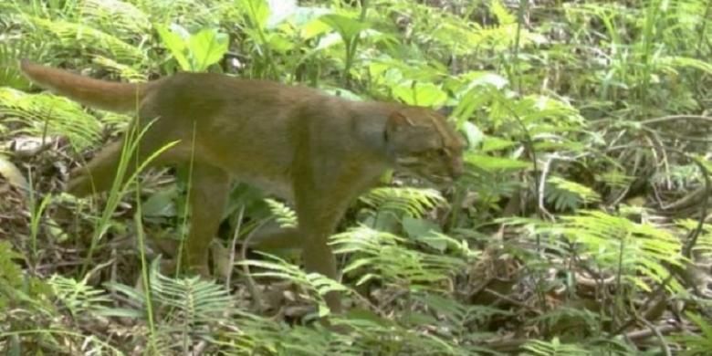 Kucing Merah (Pardofelis badia) di wilayah hutan lindung Kalabakan, Sabah, Malaysia, tertangkap kamera.
