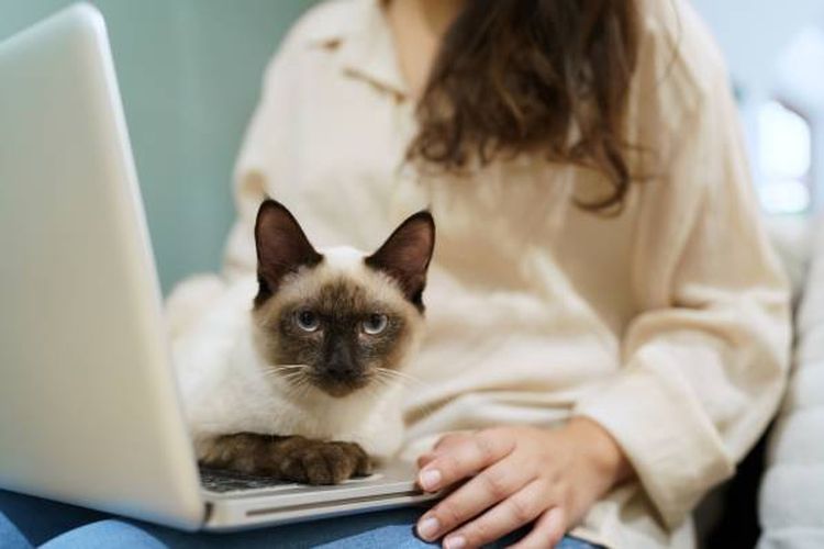 Alasan kucing suka duduk di atas laptop.