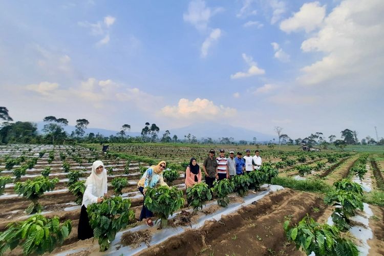 Kebun kopi yang ditanam dengan sistem pagar di Lampung Barat, Jumat (20/10/2023).