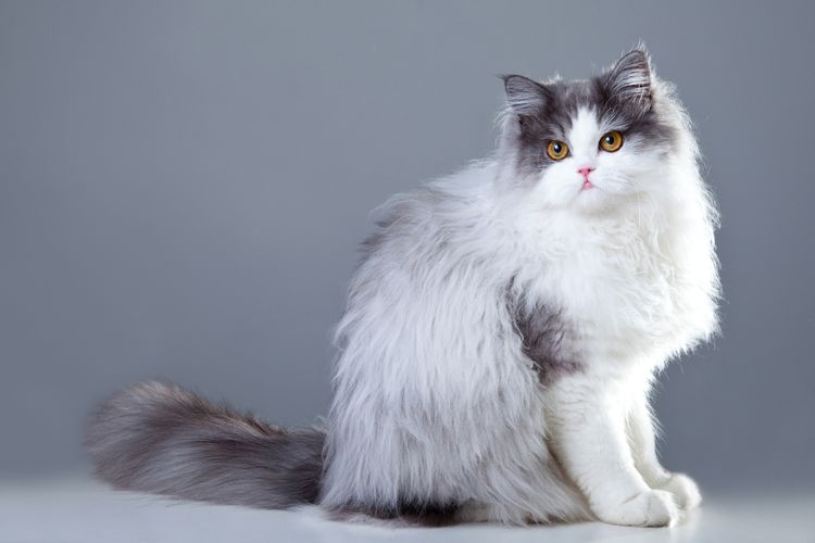 Ilustrasi kucing Persia, salah satu ras kucing tertua di dunia.