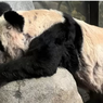 China Menanti Kepulangan Ya Ya, Panda yang Diduga Diperlakukan Buruk oleh Kebun Binatang AS