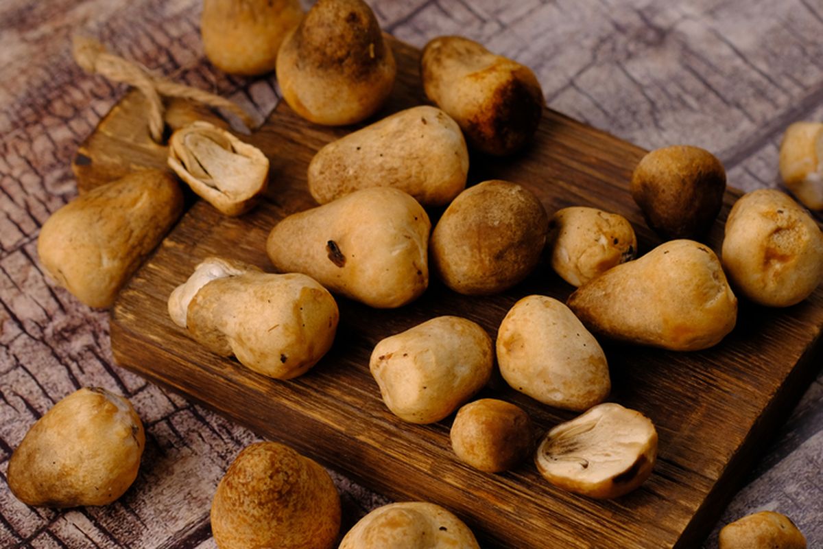 Ilustrasi jamur merang. 