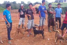 Tegangnya Berburu Babi secara Tradisional di Bengkulu