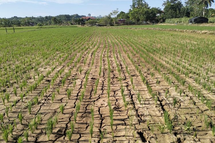 BMKG Prediksi Puncak Kemarau Juli-September 2026, Ini yang Harus Disiapkan Warga