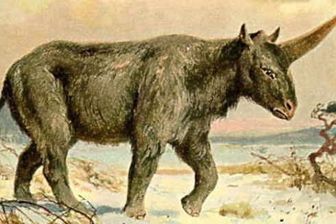 Kali Pertama, Peneliti Kuak Alasan Punahnya Unicorn Siberia
